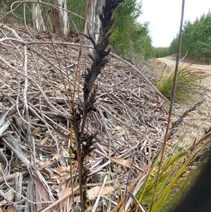 Gahnia subaequiglumis at Brindabella, NSW - 13 Aug 2024