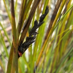 Gahnia subaequiglumis at Brindabella, NSW - 13 Aug 2024 12:59 PM