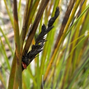 Gahnia subaequiglumis at Brindabella, NSW - 13 Aug 2024