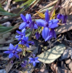 Stypandra glauca (Nodding Blue Lily) at Bruce, ACT - 9 Sep 2024 by Jenny54