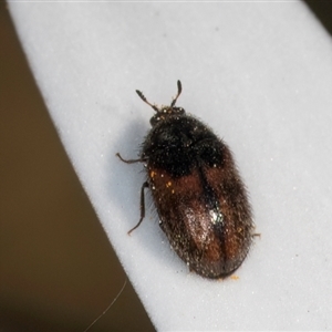 Dermestidae sp. (family) at Melba, ACT - 10 Sep 2024 01:23 PM