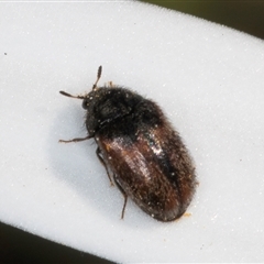 Dermestidae sp. (family) at Melba, ACT - 10 Sep 2024 01:23 PM