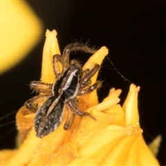 Unverified Spider at Melba, ACT - 10 Sep 2024 by kasiaaus