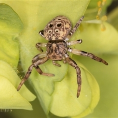 Cymbacha ocellata (Crab spider) at Melba, ACT - 10 Sep 2024 by kasiaaus