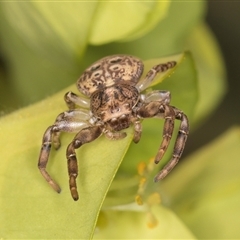 Cymbacha ocellata at Melba, ACT - 10 Sep 2024