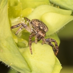 Cymbacha ocellata at Melba, ACT - 10 Sep 2024