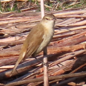 Acrocephalus australis at Parkes, ACT - 10 Sep 2024