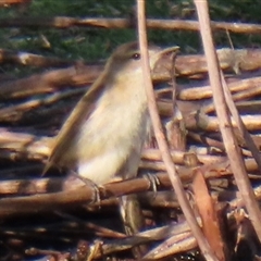 Acrocephalus australis at Parkes, ACT - 10 Sep 2024