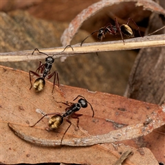 Camponotus suffusus (Golden-tailed sugar ant) at Acton, ACT - 10 Sep 2024 by DPRees125