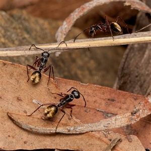 Camponotus suffusus at Acton, ACT - suppressed