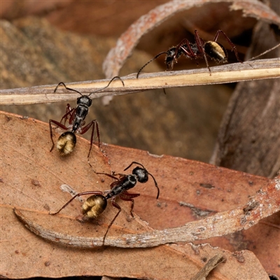 Camponotus suffusus (Golden-tailed sugar ant) at Acton, ACT - 10 Sep 2024 by DPRees125