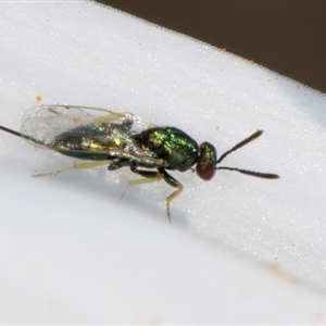 Torymidae (family) at Melba, ACT - 10 Sep 2024 01:39 PM