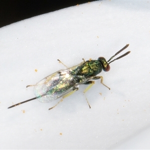 Torymidae (family) at Melba, ACT - 10 Sep 2024 01:39 PM