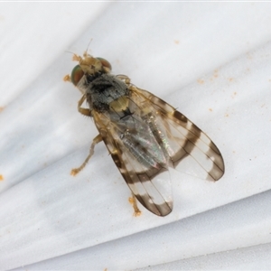 Sphenella ruficeps at Flynn, ACT - 10 Sep 2024