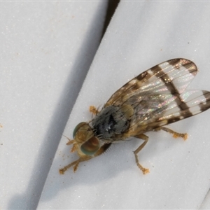 Sphenella ruficeps at Flynn, ACT - 10 Sep 2024