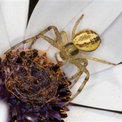 Australomisidia cruentata (Blood-stained Flower Spider) at Melba, ACT - 10 Sep 2024 by kasiaaus