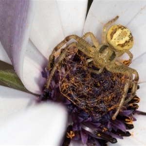 Australomisidia cruentata at Melba, ACT - 10 Sep 2024