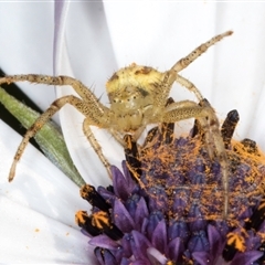 Australomisidia cruentata at Melba, ACT - 10 Sep 2024