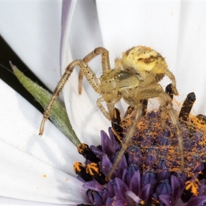 Australomisidia cruentata at Melba, ACT - 10 Sep 2024