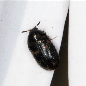 Eurhopalus froggatti at Melba, ACT - 10 Sep 2024