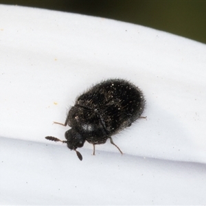 Eurhopalus froggatti at Melba, ACT - 10 Sep 2024