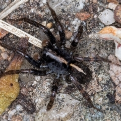 Lycosidae (family) (Unidentified wolf spider) at Melba, ACT - 10 Sep 2024 by kasiaaus