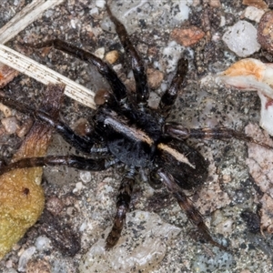 Lycosidae (family) at Melba, ACT - 10 Sep 2024 02:04 PM