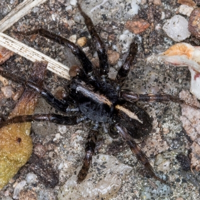 Lycosidae (family) (Wolf spider) at Melba, ACT - 10 Sep 2024 by kasiaaus