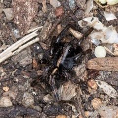 Lycosidae (family) at Melba, ACT - 10 Sep 2024