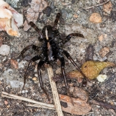 Lycosidae (family) at Melba, ACT - 10 Sep 2024 02:04 PM