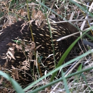 Tachyglossus aculeatus at Guerilla Bay, NSW - 1 Sep 2024 04:55 PM