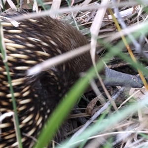 Tachyglossus aculeatus at Guerilla Bay, NSW - 1 Sep 2024 04:55 PM