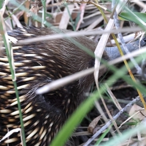 Tachyglossus aculeatus at Guerilla Bay, NSW - 1 Sep 2024 04:55 PM