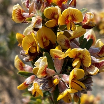 Pultenaea sp. at Beechworth, VIC - 10 Sep 2024 by JVR