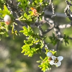 Micromyrtus ciliata at Beechworth, VIC - 10 Sep 2024