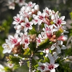 Micromyrtus ciliata at Beechworth, VIC - 10 Sep 2024