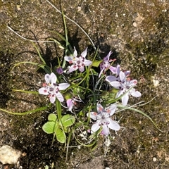 Wurmbea dioica subsp. dioica (Early Nancy) at Beechworth, VIC - 10 Sep 2024 by JVR