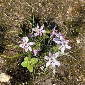 Wurmbea dioica subsp. dioica at Beechworth, VIC - 10 Sep 2024