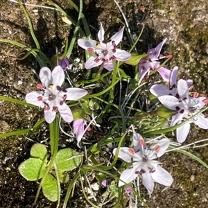 Wurmbea dioica subsp. dioica at Beechworth, VIC - 10 Sep 2024