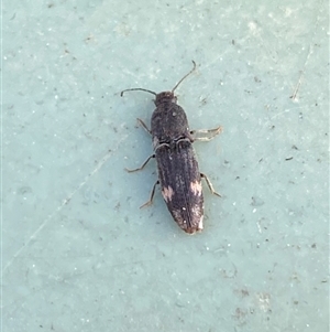 Pseudaeolus sp. (genus) at Molonglo, ACT - 10 Sep 2024