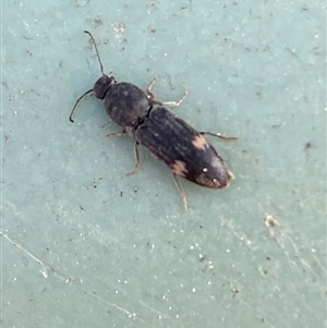 Pseudaeolus sp. (genus) at Molonglo, ACT - 10 Sep 2024