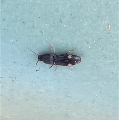 Pseudaeolus sp. (genus) at Molonglo, ACT - 10 Sep 2024