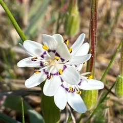 Wurmbea dioica subsp. dioica (Early Nancy) at Molonglo, ACT - 10 Sep 2024 by SteveBorkowskis