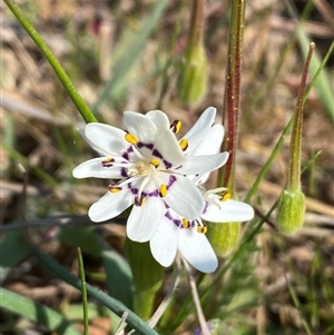 Wurmbea dioica subsp. dioica at Molonglo, ACT - 10 Sep 2024 07:20 PM