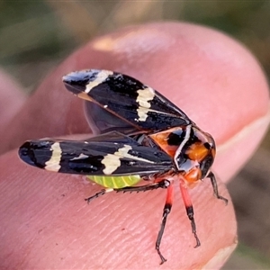 Eurymeloides pulchra at Molonglo, ACT - 10 Sep 2024