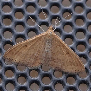 Scopula rubraria at Turner, ACT - 6 Sep 2024