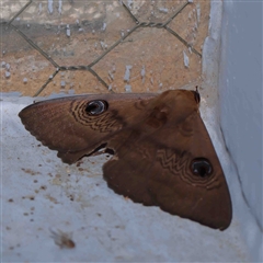 Dasypodia selenophora (Southern old lady moth) at Turner, ACT - 6 Sep 2024 by ConBoekel