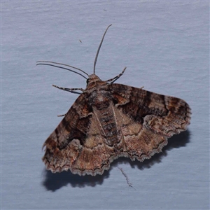 Gastrina cristaria at Turner, ACT - 6 Sep 2024 10:36 PM