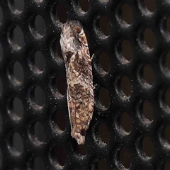 Crocidosema plebejana (Cotton Tipworm Moth) at Turner, ACT - 6 Sep 2024 by ConBoekel