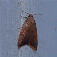 Tachystola acroxantha (A Concealer moth) at Turner, ACT - 6 Sep 2024 by ConBoekel